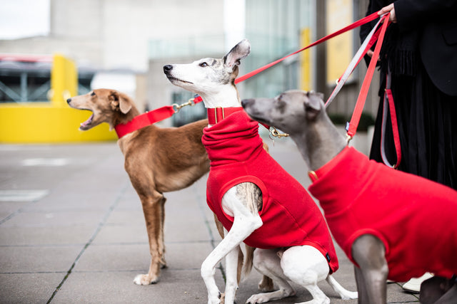 Jumpers and Coats