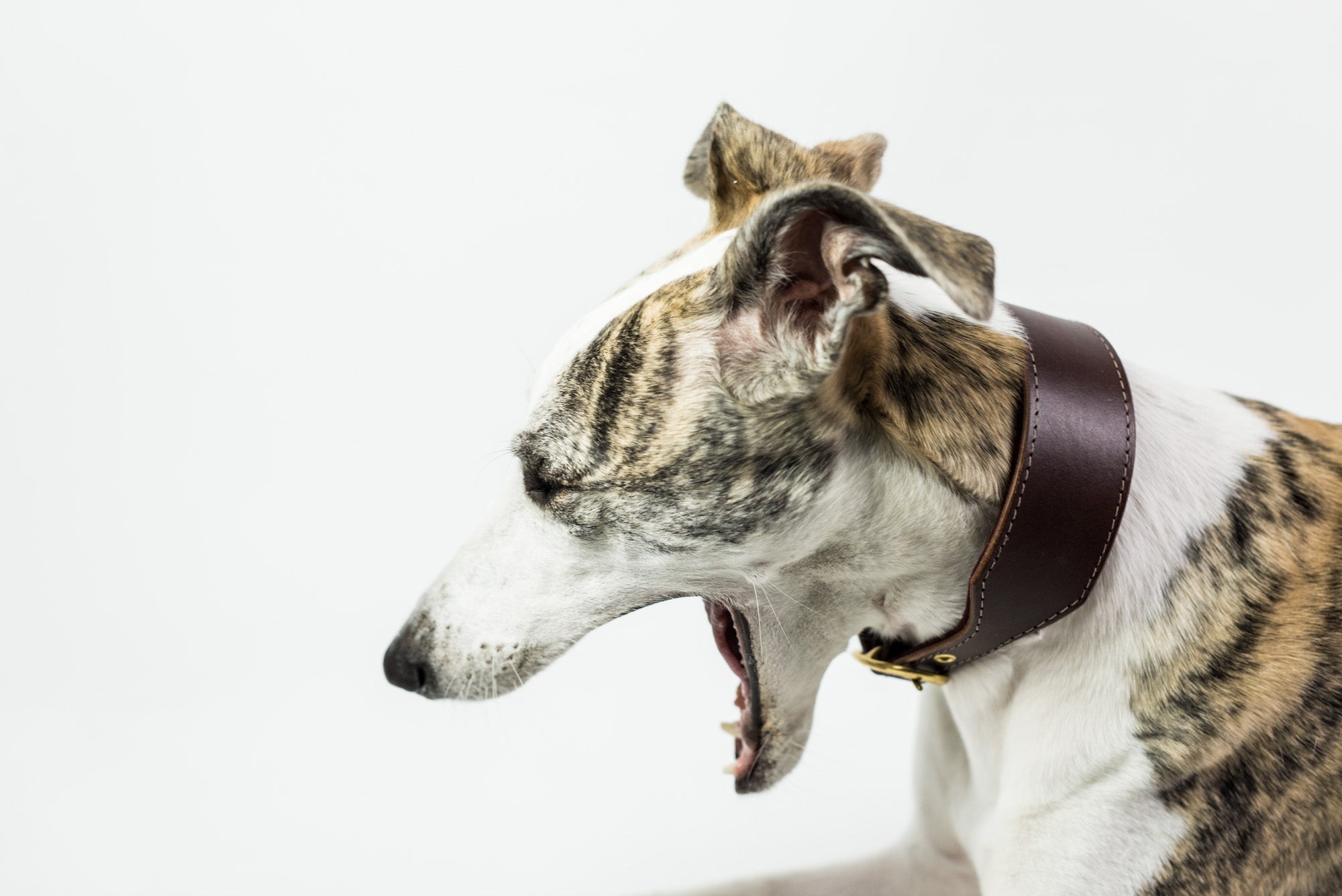 Leather Collar - DOGSNUG