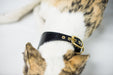 Leather Collar - DOGSNUG