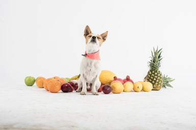 Cooling Bandana - DOGSNUG