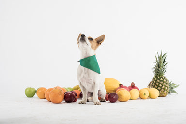 Cooling Bandana - DOGSNUG