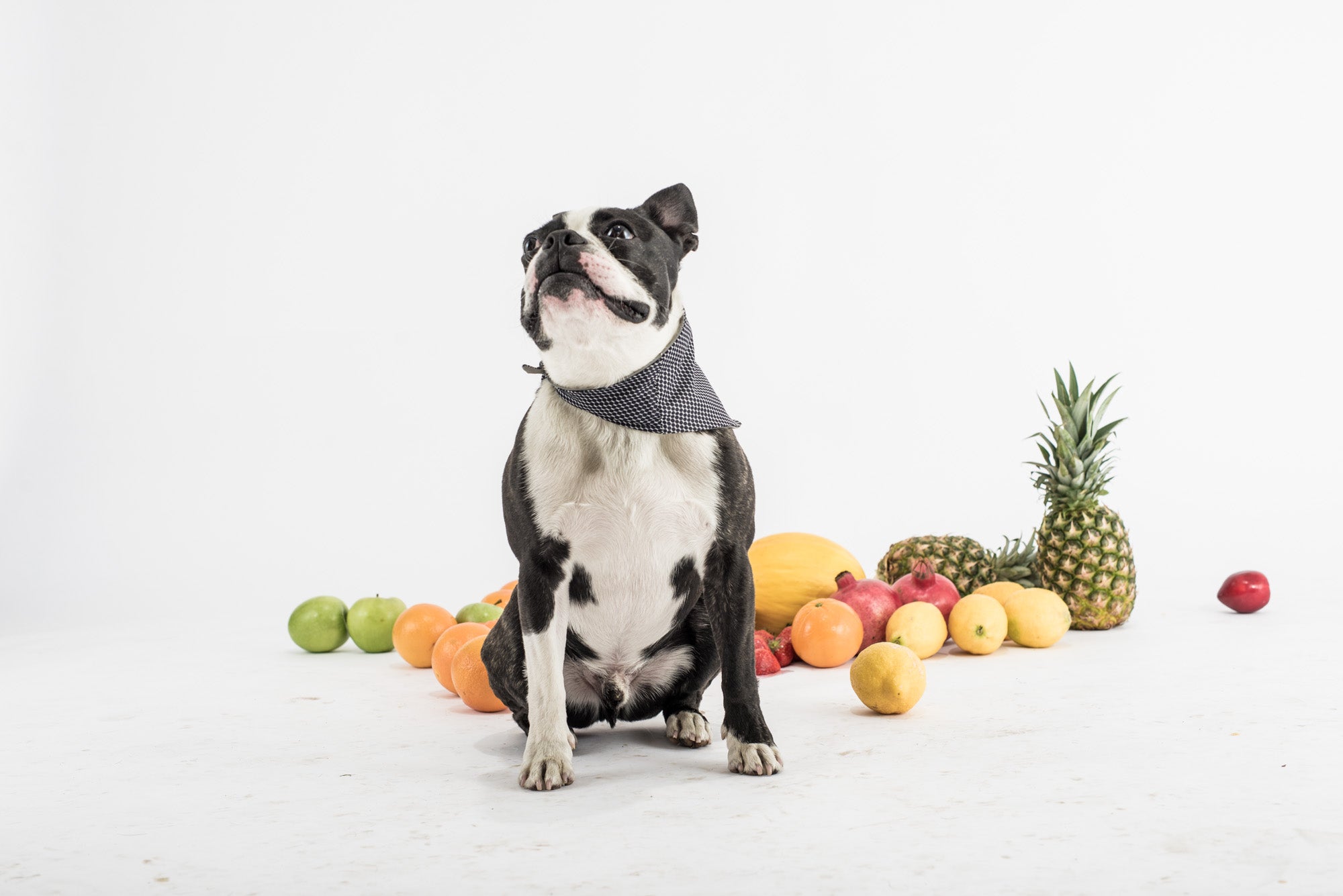 Cooling Bandana - DOGSNUG