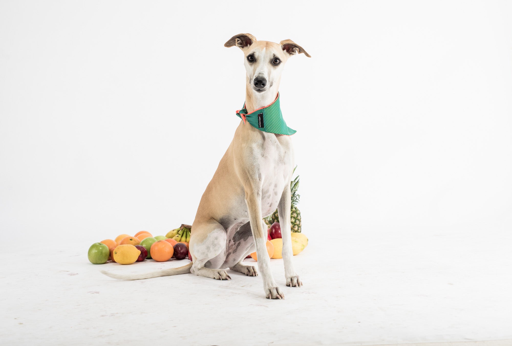 Cooling Bandana - DOGSNUG