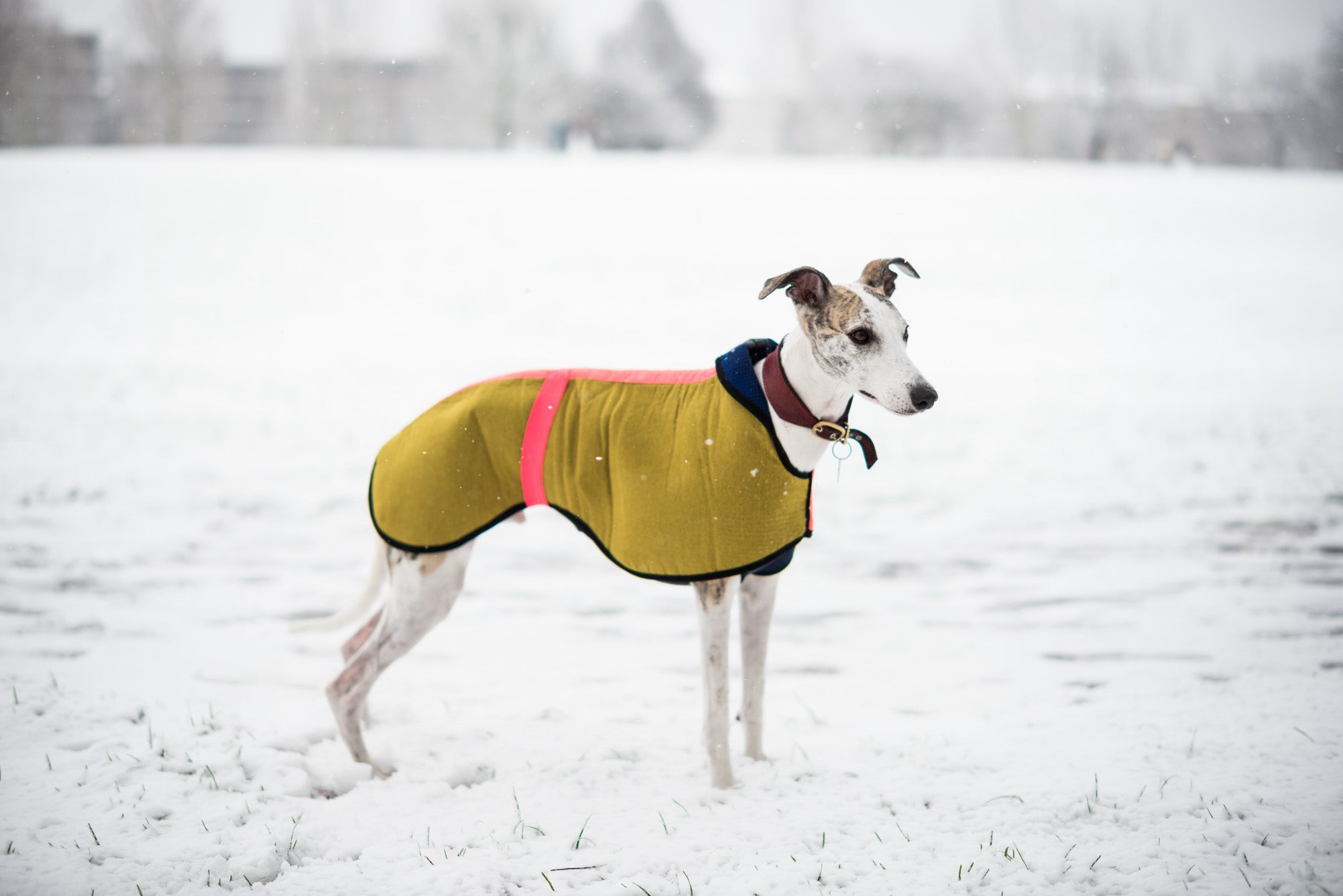 Water-proof Coat - DOGSNUG