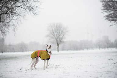 Water-proof Coat - DOGSNUG