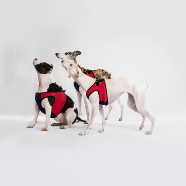 Water-repellent Harness - DOGSNUG