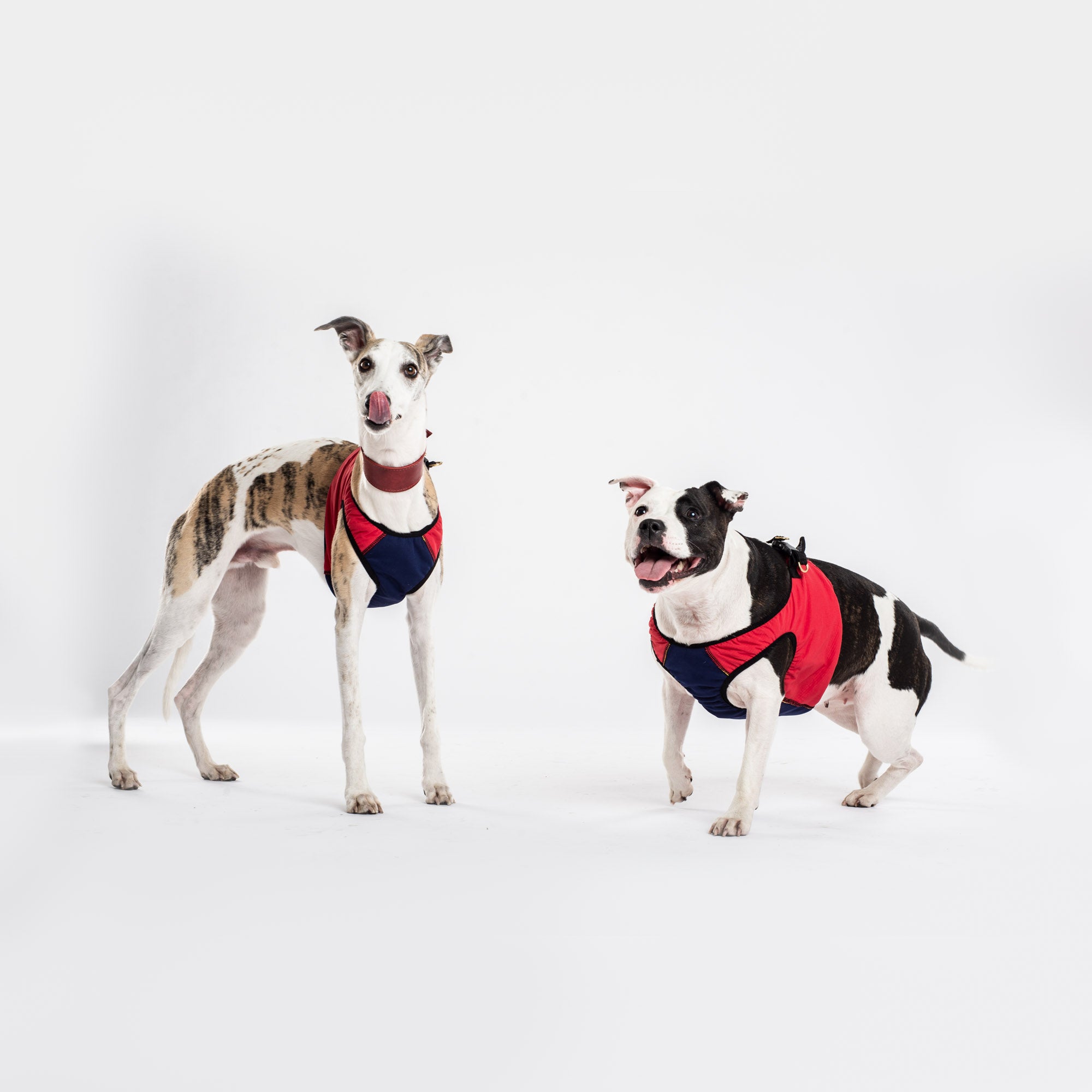 Water-repellent Harness - DOGSNUG