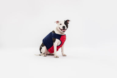 Cooling Vest - DOGSNUG