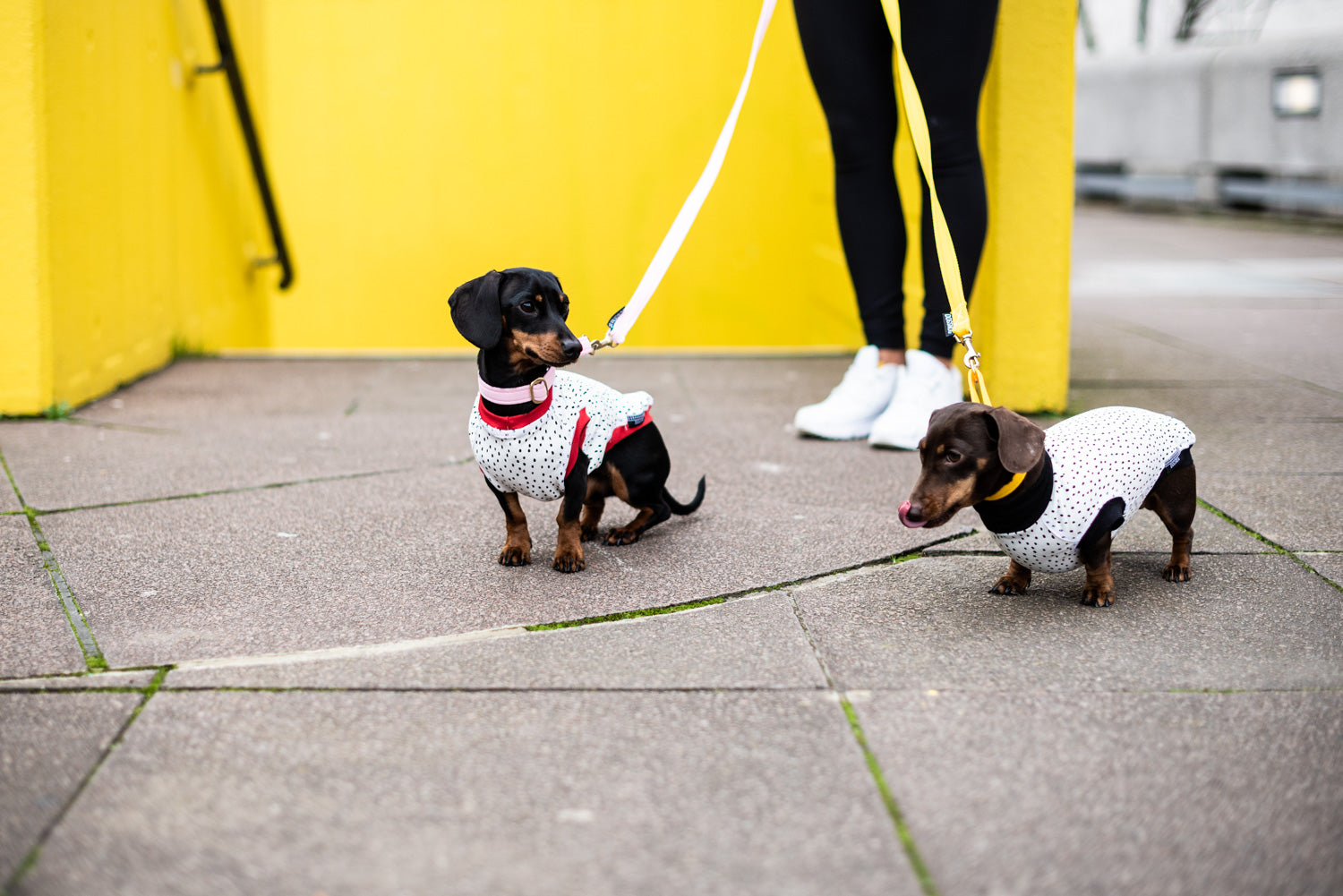 Dog T-Shirt - DOGSNUG