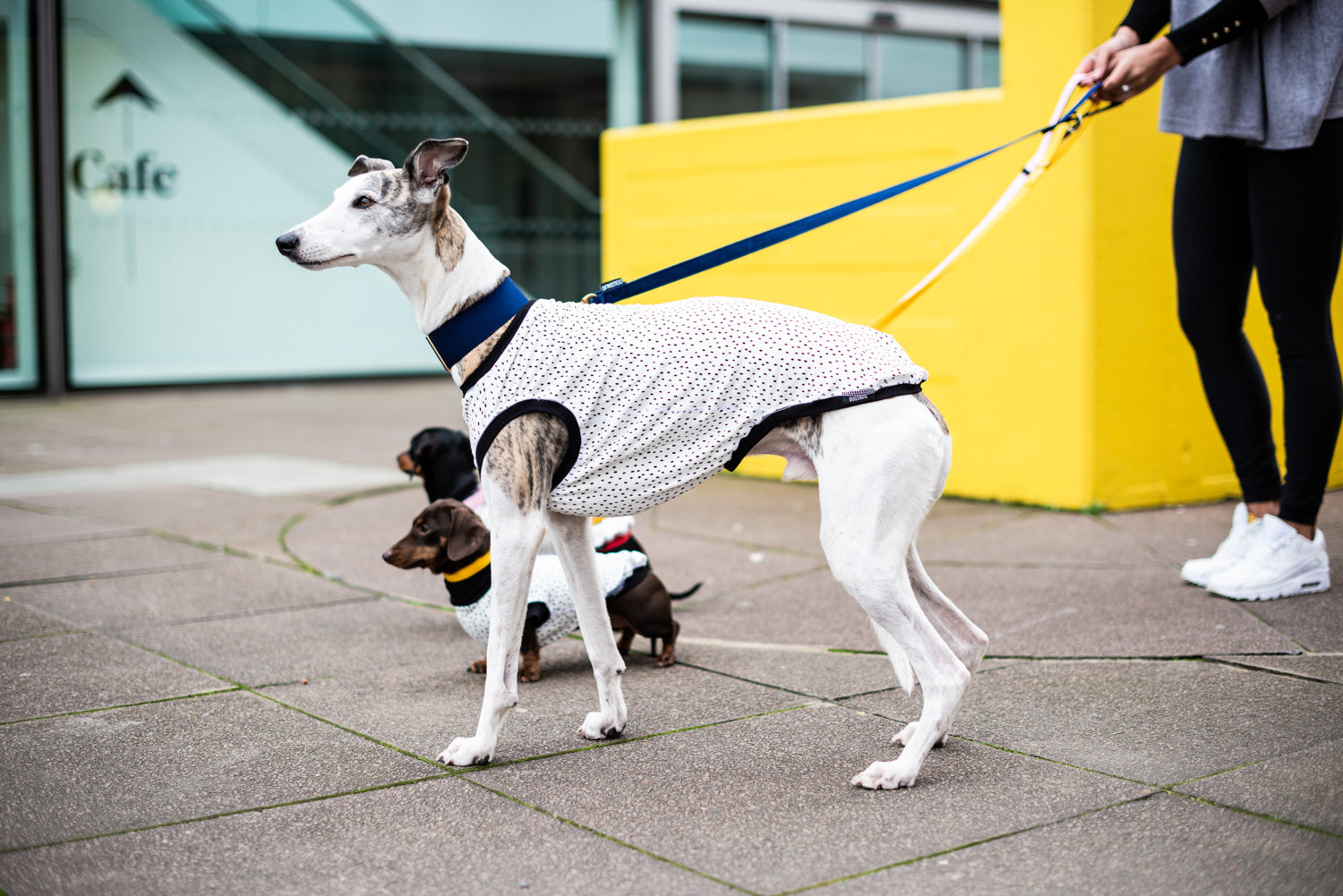 Dog T-Shirt - DOGSNUG