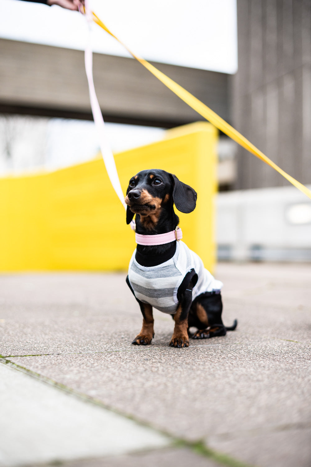 Dog T-Shirt - DOGSNUG