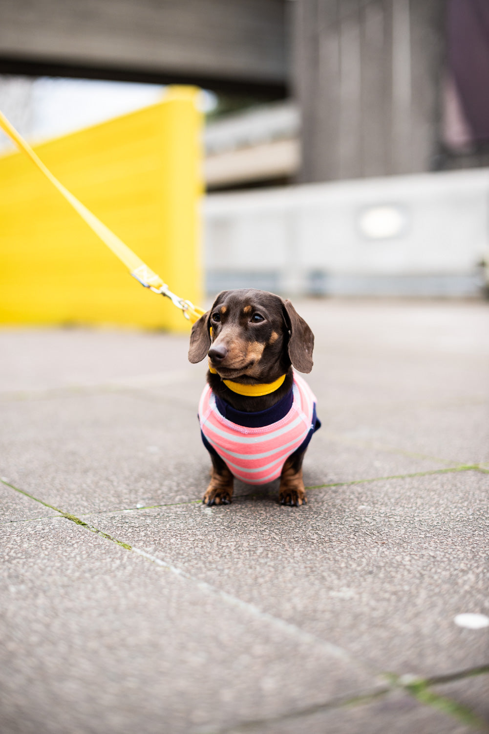 Dog T-Shirt - DOGSNUG