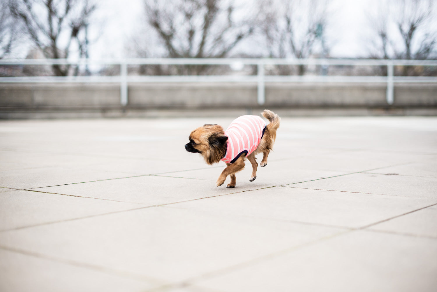 Dog T-Shirt - DOGSNUG