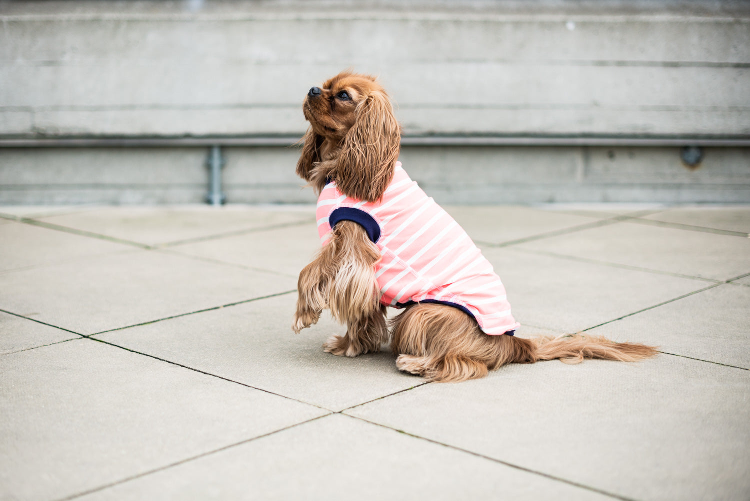 Dog T-Shirt - DOGSNUG