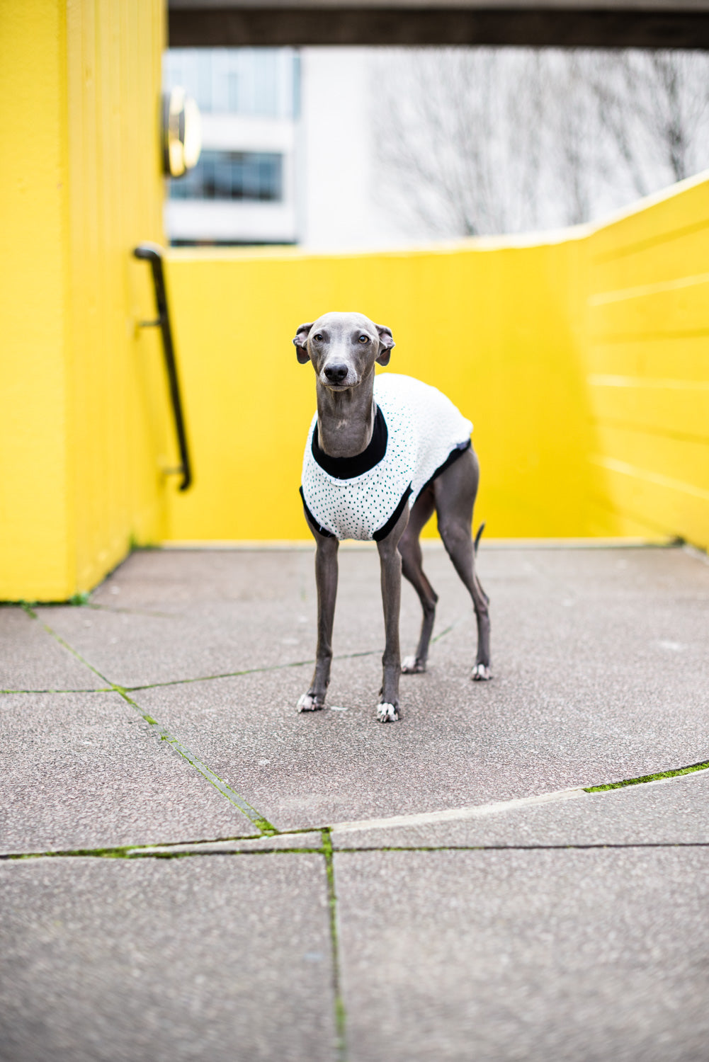 Dog T-Shirt - DOGSNUG